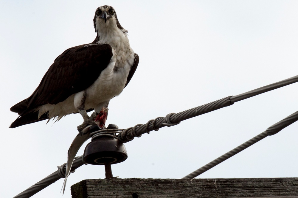 Osprey
