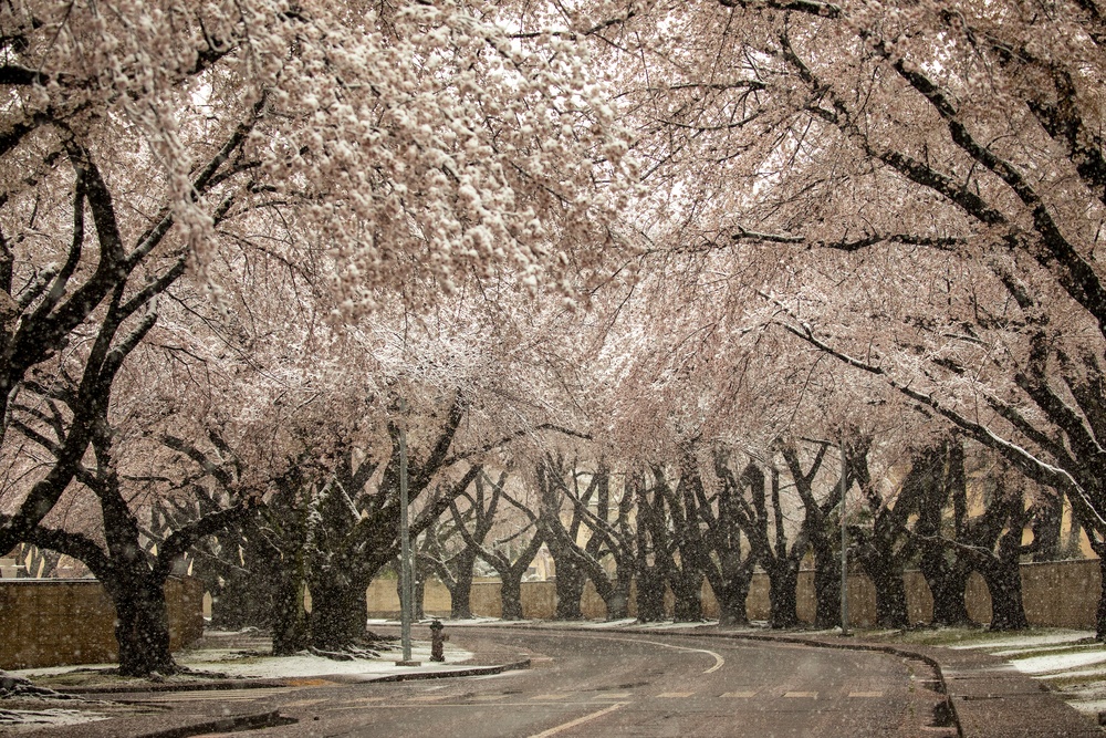 Snow Day at Yokota