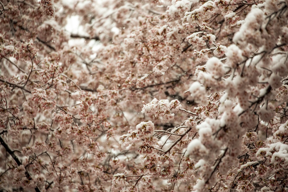 Snow Day at Yokota