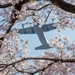 Cherry blossoms signaling the coming of spring