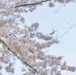 Cherry blossoms signaling the coming of spring