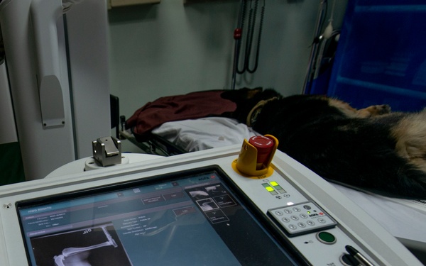 386th ESFS K-9 receives health check