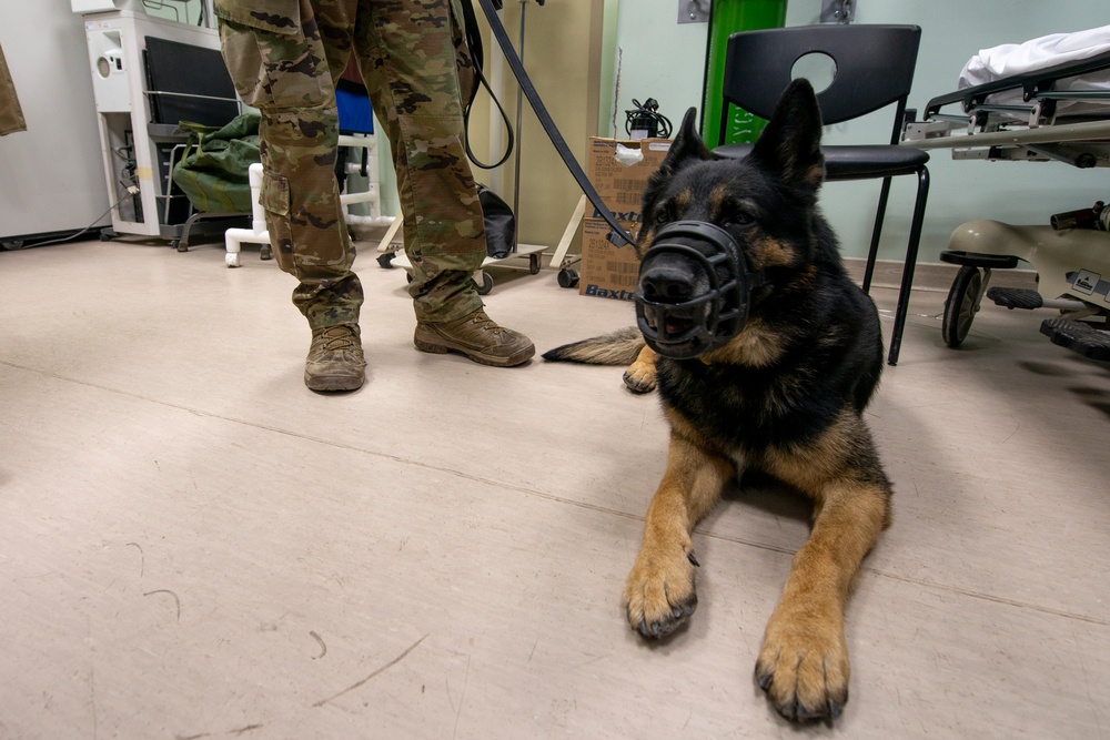 386th ESFS K-9 receives health check