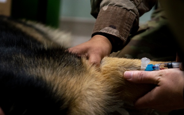386th ESFS K-9 receives health check