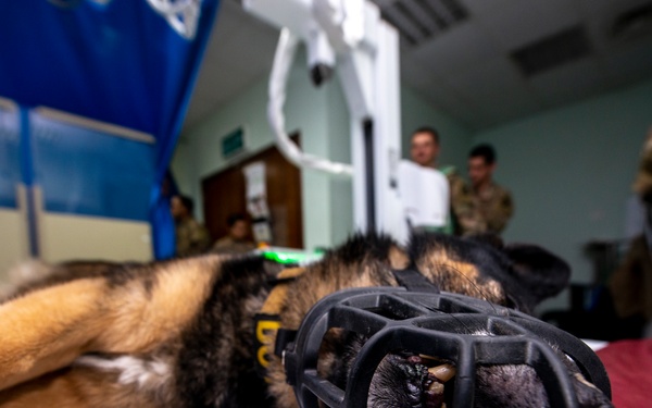 386th ESFS K-9 receives health check