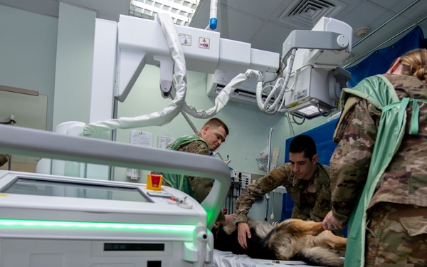 386th ESFS K-9 receives health check