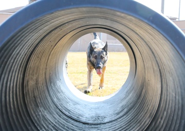 A Soldiers Best Friend During the Stop Move Directive