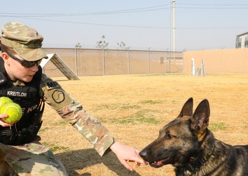 A Soldiers Best Friend During the Stop Move Directive