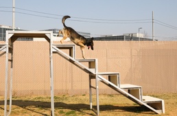 A Soldiers Best Friend During the Stop Move Directive