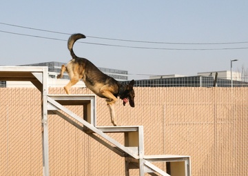 A Soldiers Best Friend During the Stop Move Directive