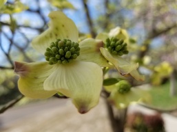 Spring Brings Signs of Spiritual Resiliency