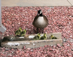 Avoiding a wild goose chase with wildlife