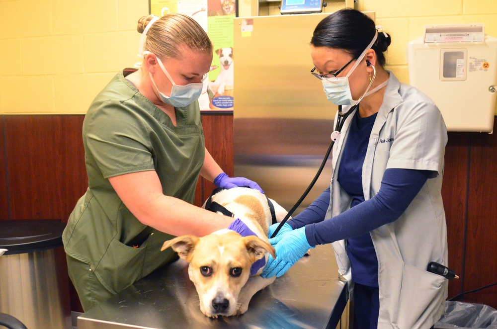 Fort Stewart Veterinary Treatment Facility continues to treat animals during pandemic