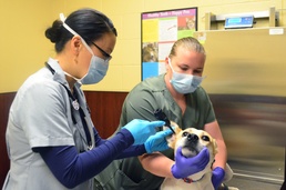 Fort Stewart Veterinary Treatment Facility continues to treat animals during pandemic