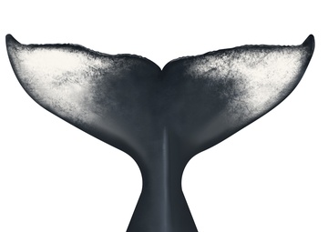 Humpback Whale Fluke