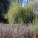 Trees and rushes