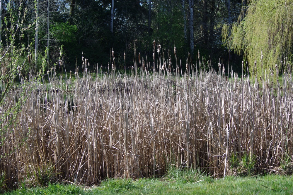Pond and rushes