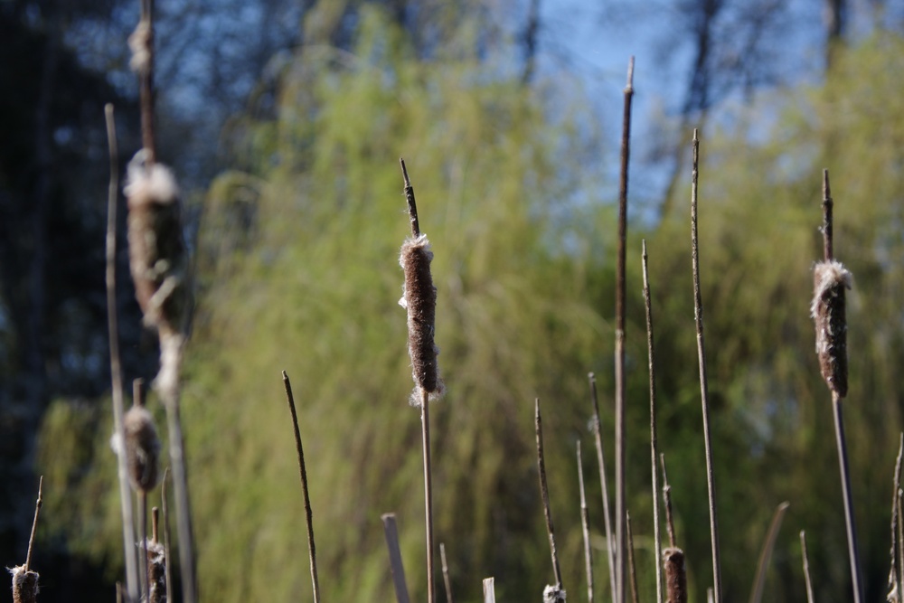 Trees and Cattails
