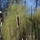Trees and Cattails