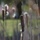 Cattails 3