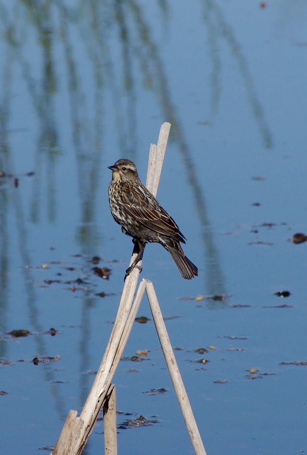 Bird and rushes