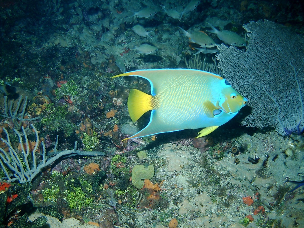 Underwater photography