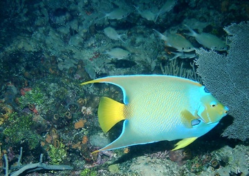 Underwater photography