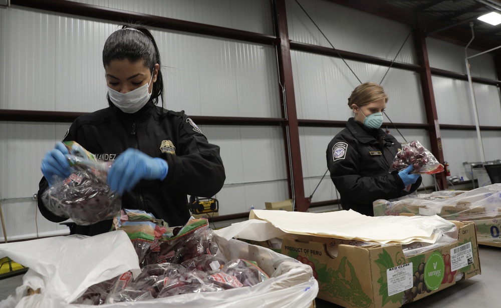 CBP ag specialists inspect fruit shipments in Philadelphia and Wilmington ports
