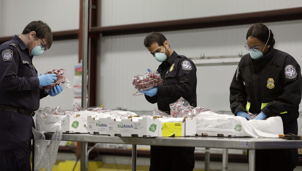 CBP ag specialists inspect fruit shipments in Philadelphia and Wilmington ports