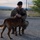A military service member in camouflage uniform and black beret is crouching down and interacting affectionately with a Belgian Malinois military working dog on a paved surface. The setting appears to be a military installation or base, with arid landscape, chain-link fencing, and sparse trees visible in the background. The scene captures a bond between a handler and their military working dog during what appears to be dusk or early morning light.