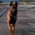 A Belgian Malinois dog is walking on a paved surface while on a black leash, facing directly toward the camera. The dog wears a red/brown leather collar with metal studs and appears alert and in motion. The setting appears to be an outdoor paved area, possibly a parking lot or training ground, with a chain-link fence and arid landscape visible in the background.