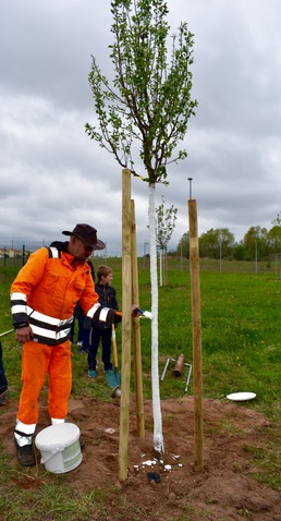 Painting the trees white