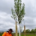 Painting the trees white