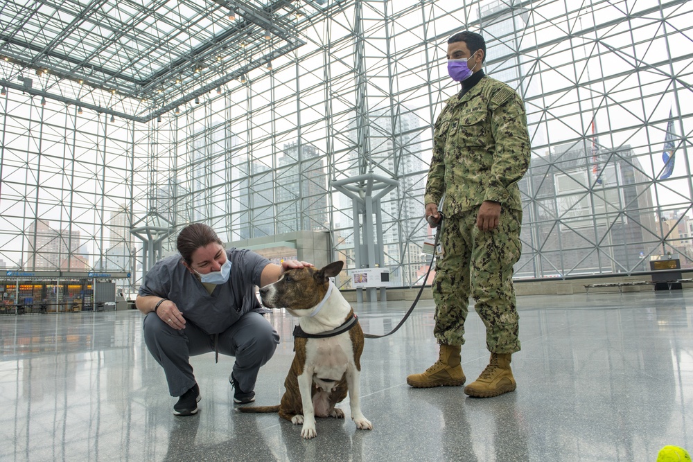Mila The Therapy Dog Visits New York City