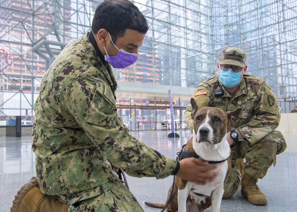 Mila The Therapy Dog Visits New York City