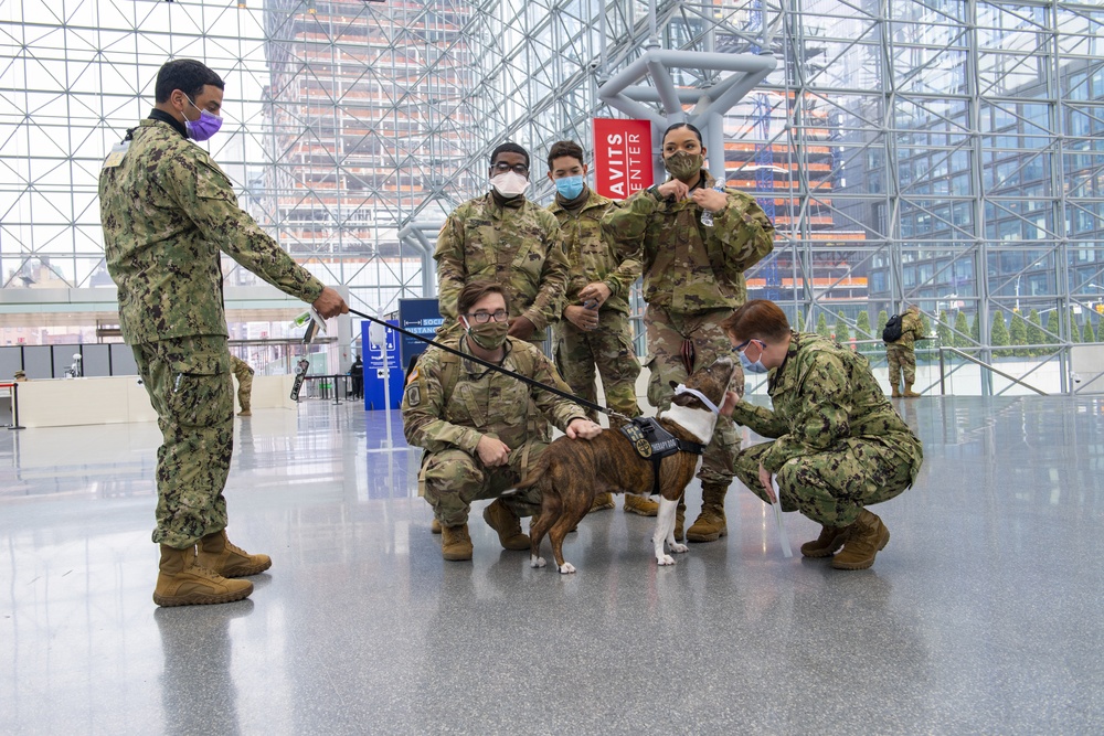 Mila The Therapy Dog Visits New York City