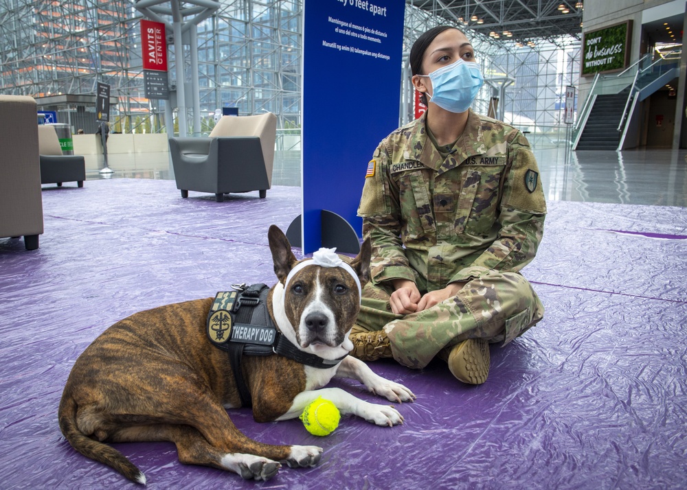 Mila The Therapy Dog Visits New York City