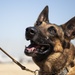 39th SFS remembers MWD Bruno