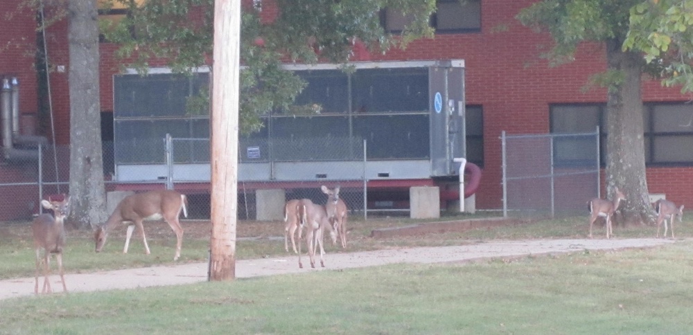 Well-meaning wildlife ‘helpers’ perpetuate issues, harm animals, break post policy