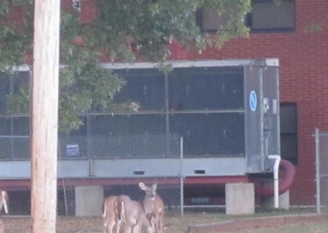 Well-meaning wildlife ‘helpers’ perpetuate issues, harm animals, break post policy