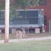 Well-meaning wildlife ‘helpers’ perpetuate issues, harm animals, break post policy