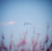 Thunderbirds and Blue Angels Demonstrate over Delaware in Support of First Responders