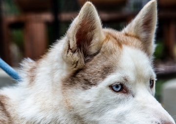 Base animal shelter continues essential operations despite COVID-19