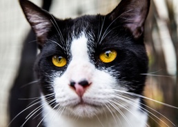 Base animal shelter continues essential operations despite COVID-19