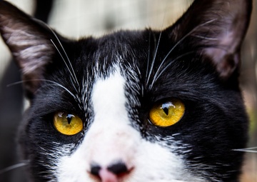 Base animal shelter continues essential operations despite COVID-19