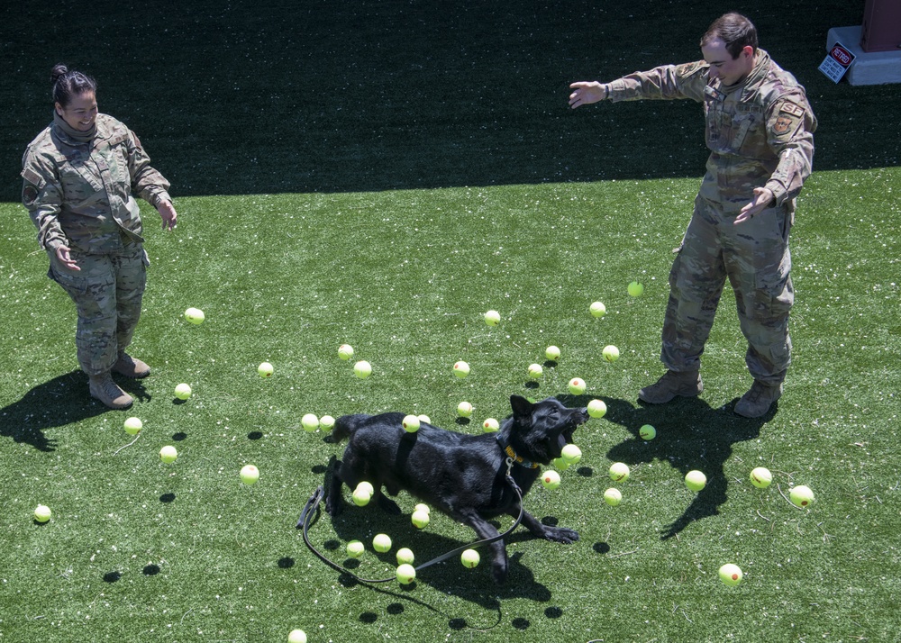Tennis balls for MWD Bruno