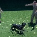 Tennis balls for MWD Bruno