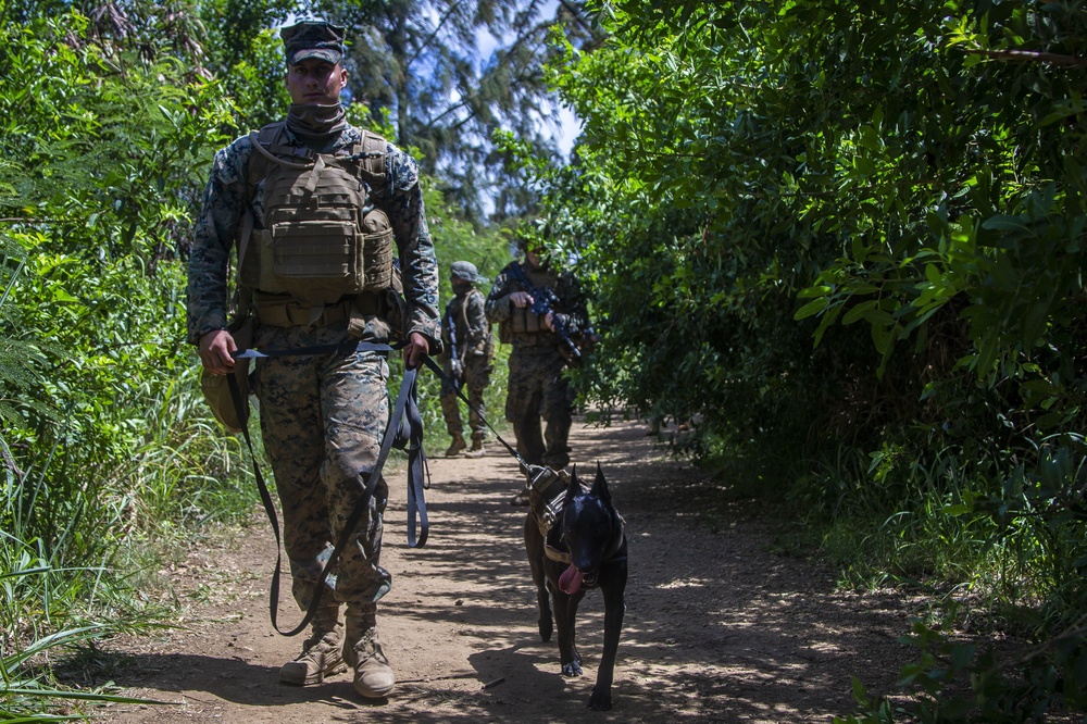 3/3, K9 Jungle and Urban patrolling, Warfare and Casualty training