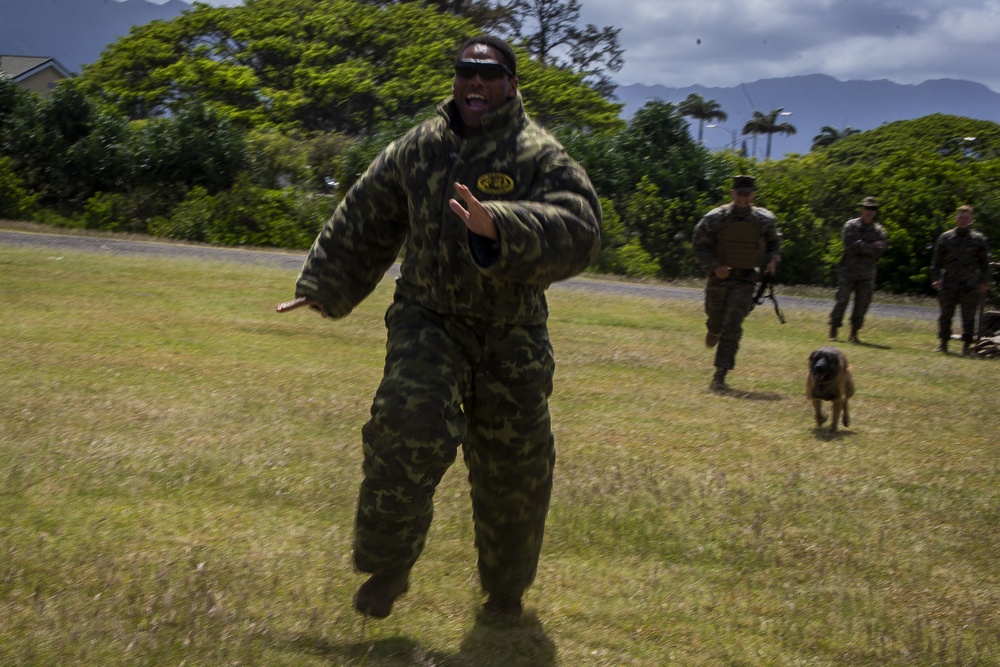 3/3, K9 Jungle and Urban patrolling, Warfare and Casualty training