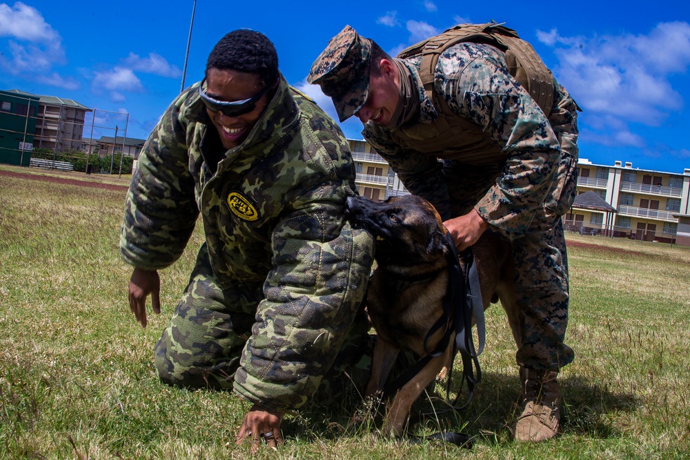 3/3, K9 Jungle and Urban patrolling, Warfare and Casualty training